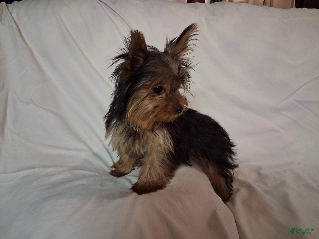 Yorkshire Terrier dogs for sale: Yorkshire Terrier Puppy 1 - Ad 2