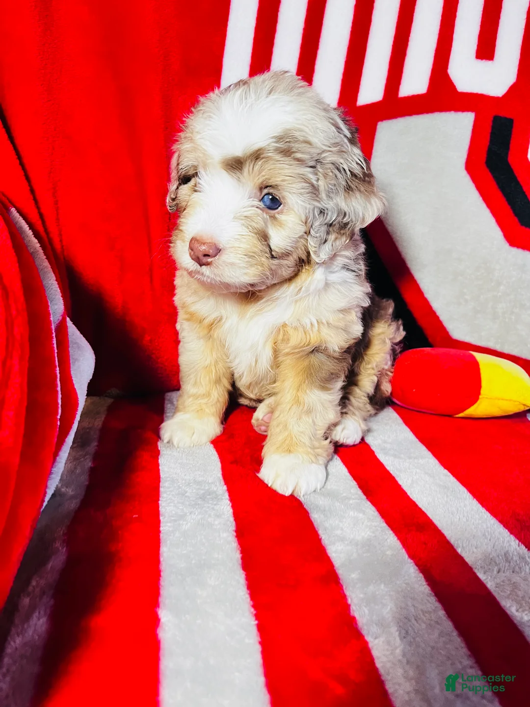 Mini Aussiedoodle dogs for sale: Alani- Merle - Ad 1