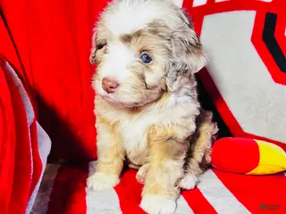 Mini Aussiedoodle dogs for sale: Alani- Merle - Ad 4