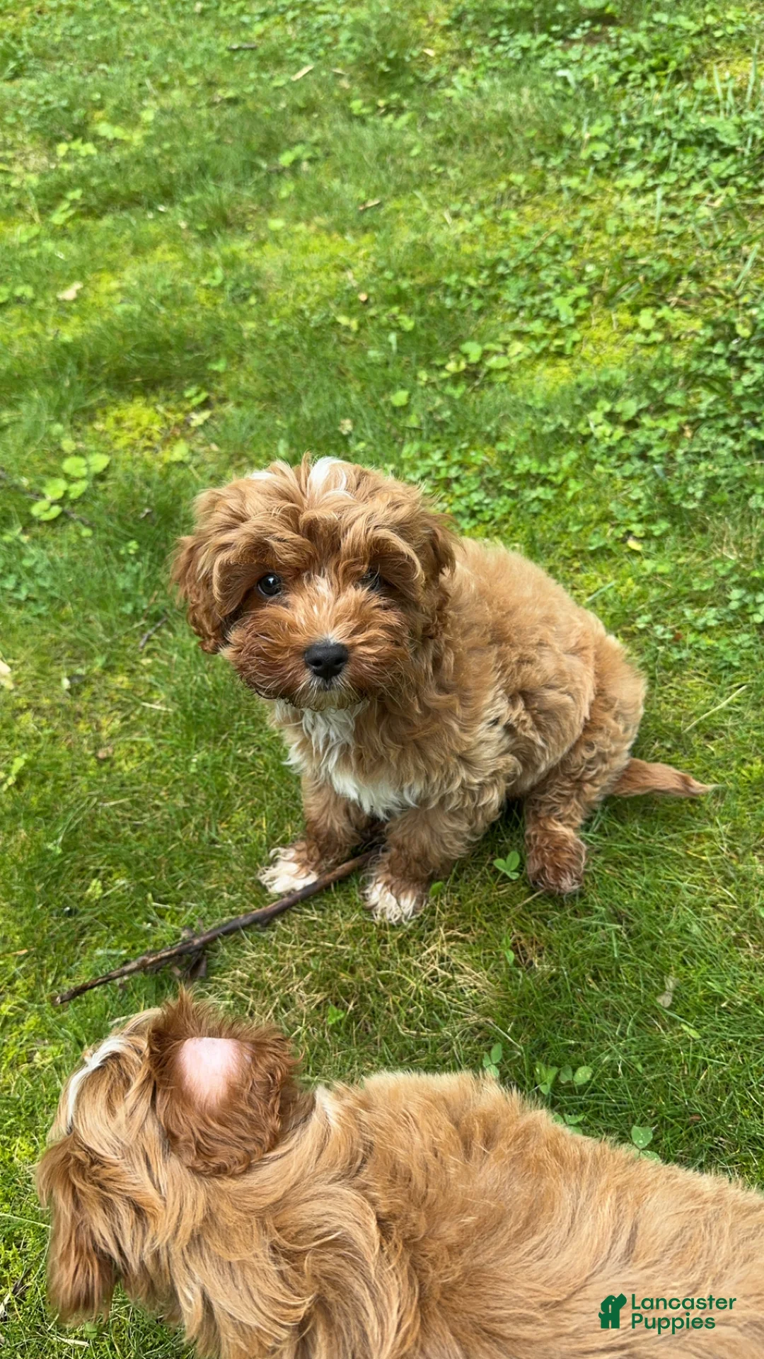 Cavapoo dogs for sale: Cavapoo 1 - Ad 4