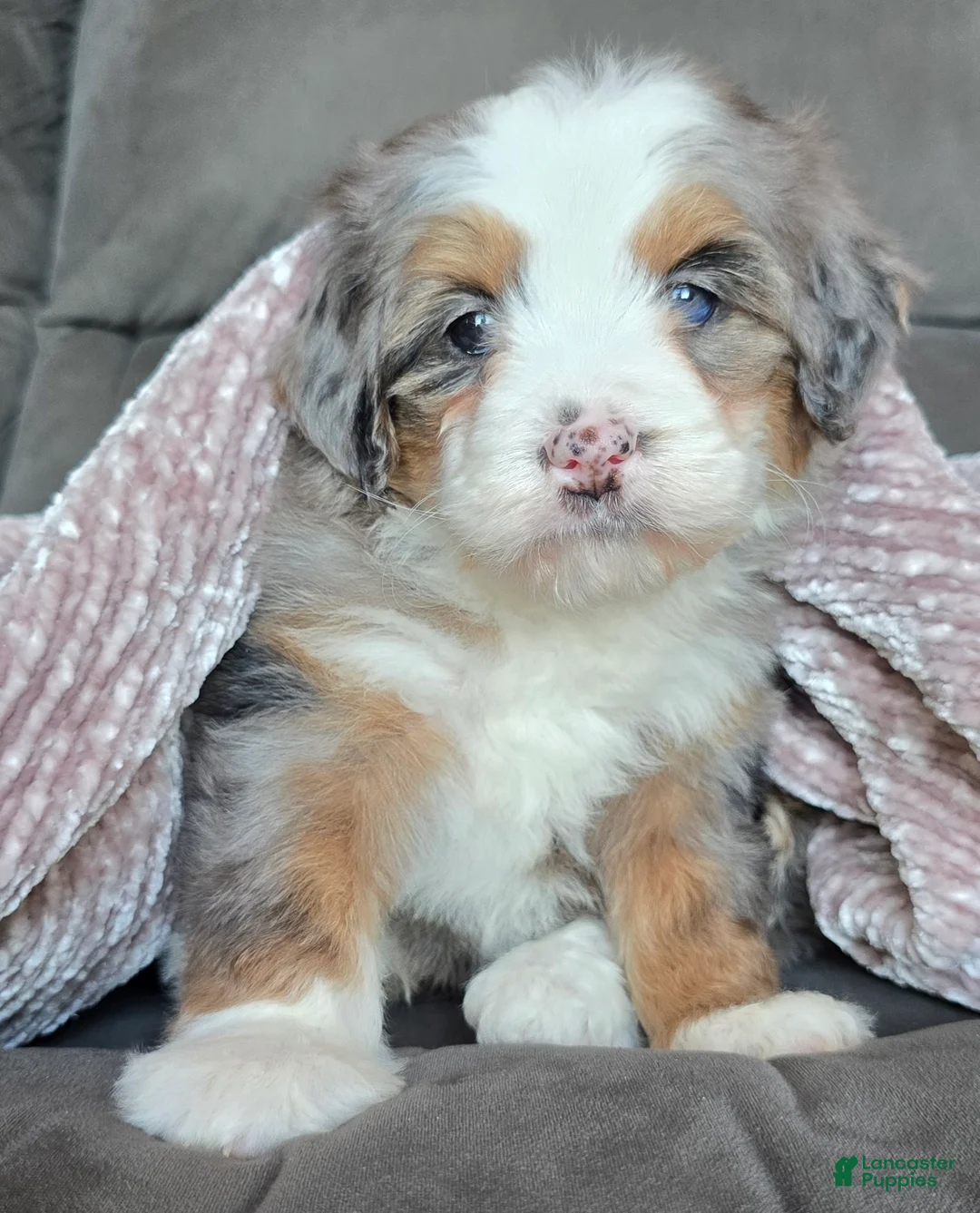Mini Bernedoodle dogs for sale: Mini Oakley - Ad 16