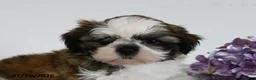 Shih Tzu dogs for sale: Dawson - Ad 3