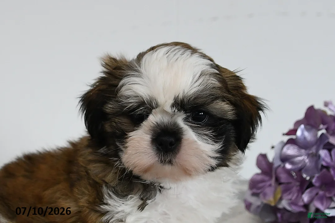 Shih Tzu dogs for sale: Dawson - Ad 3