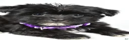 Morkie dogs for sale: Zoey - Ad 5