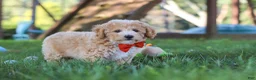 Bichpoo dogs for sale: Scout - Ad 4