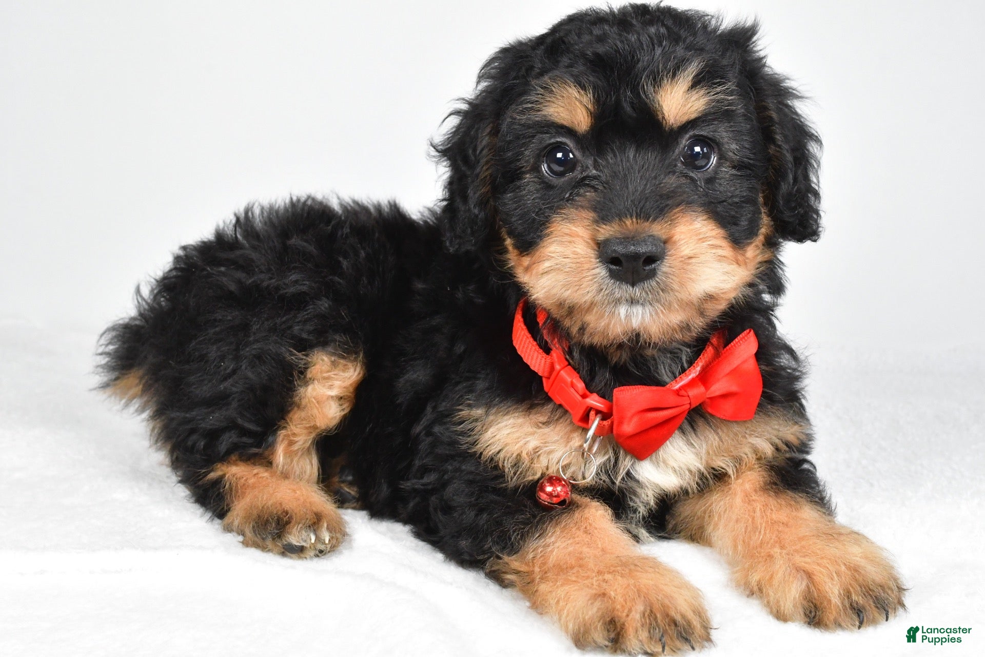 Mixed Breed dogs Teagan - Ad 2