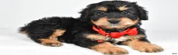 Mixed Breed dogs for sale: Teagan - Ad 2