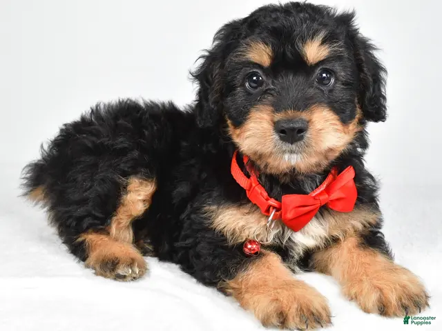 Mixed Breed dogs for sale: Teagan - Ad 2