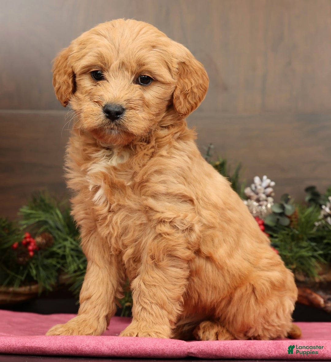 Mini Goldendoodle dogs for sale: Paisley - Ad 3