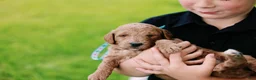 Mini Goldendoodle dogs for sale: Teddy - Ad 9