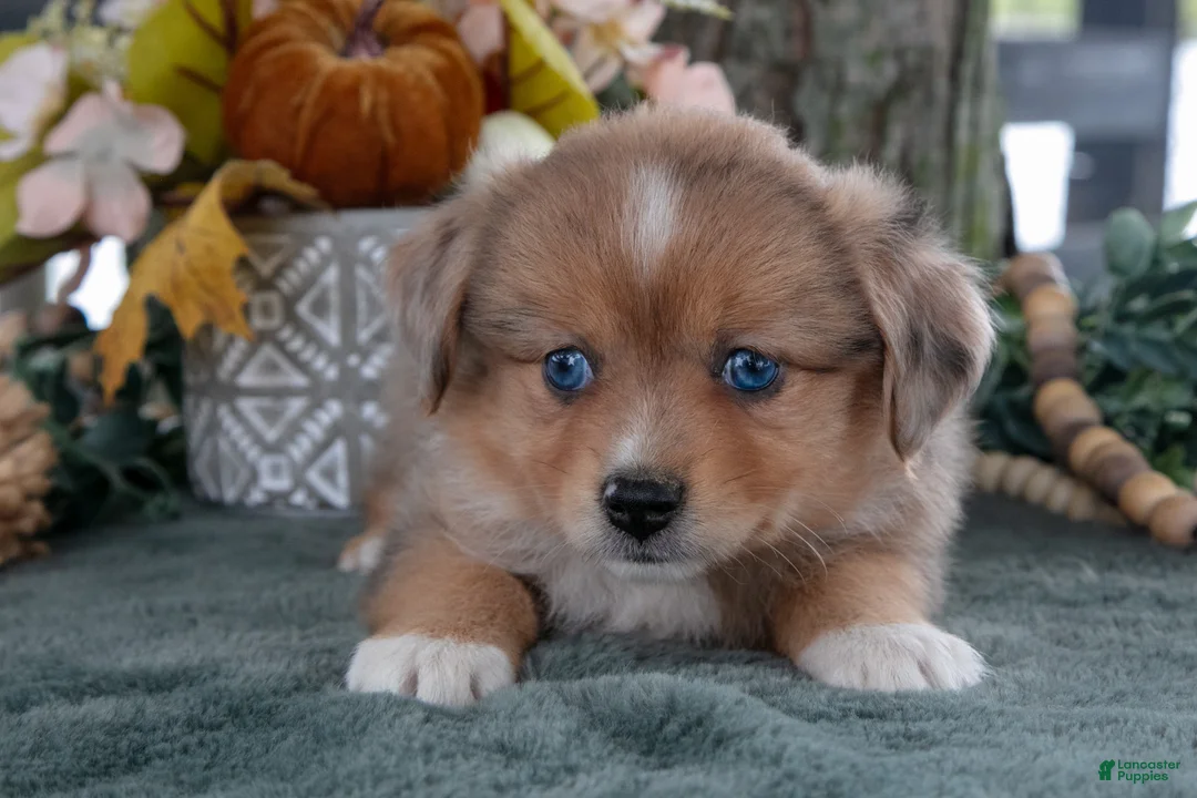 Toy Australian Shepherd dogs for sale: Willow - Ad 2
