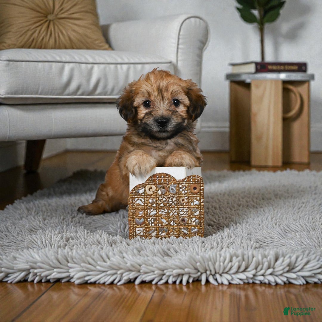 Morkie dogs for sale: BENTLEY - Ad 5