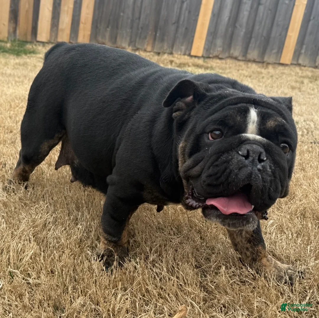 English Bulldog dogs for sale: English Bulldog Puppy 1 - Ad 6