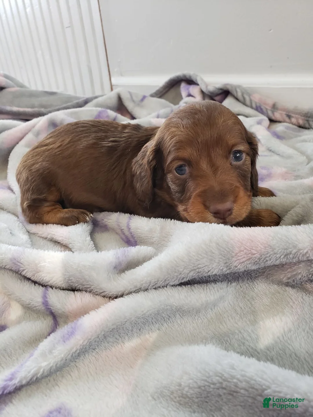 Miniature Dachshund dogs for sale: Denver - Ad 6