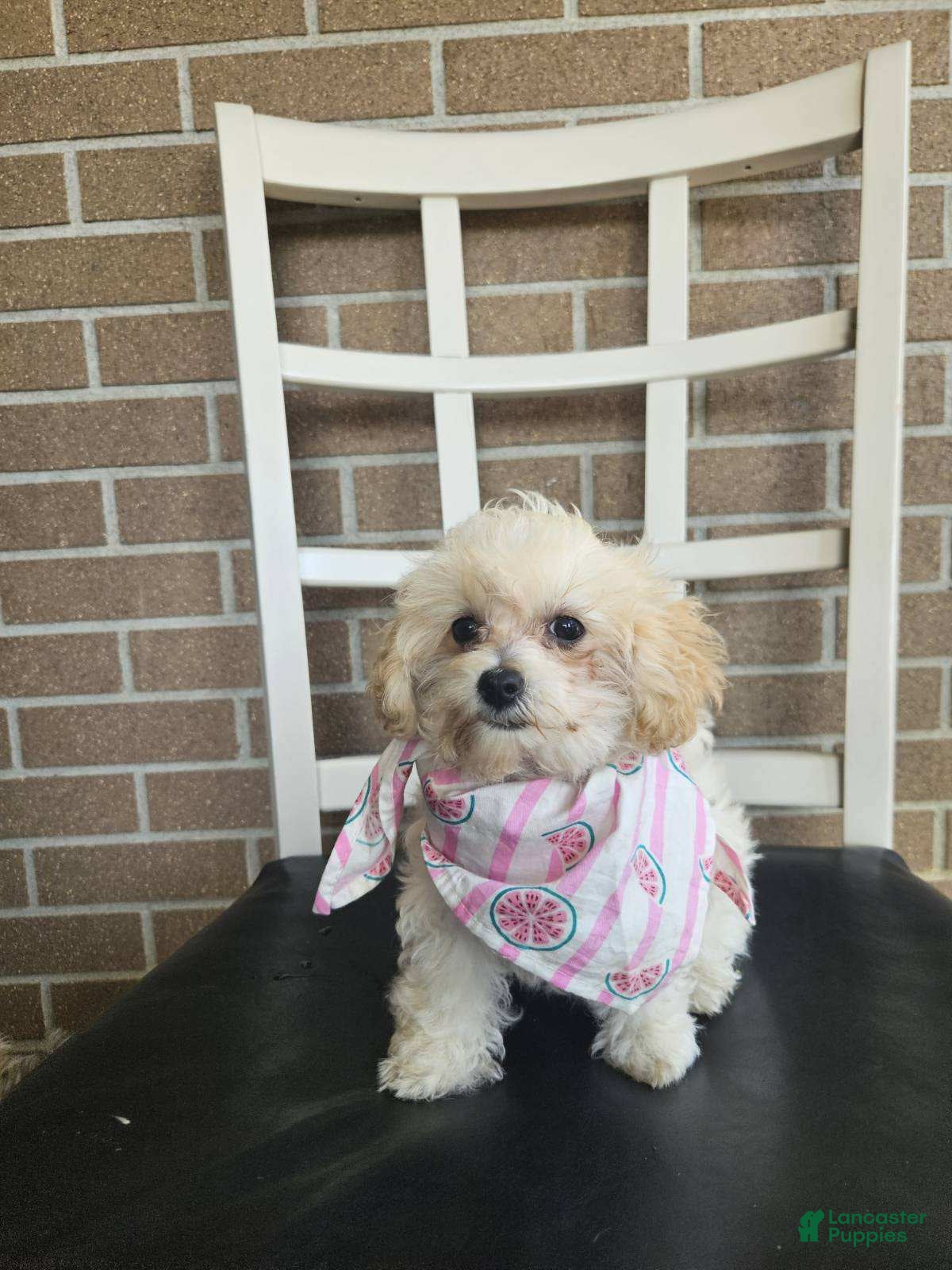 Maltipoo dogs Ashley - Ad 1