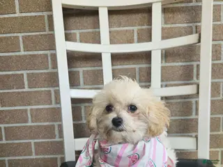 Maltipoo dogs Ashley - Ad 1
