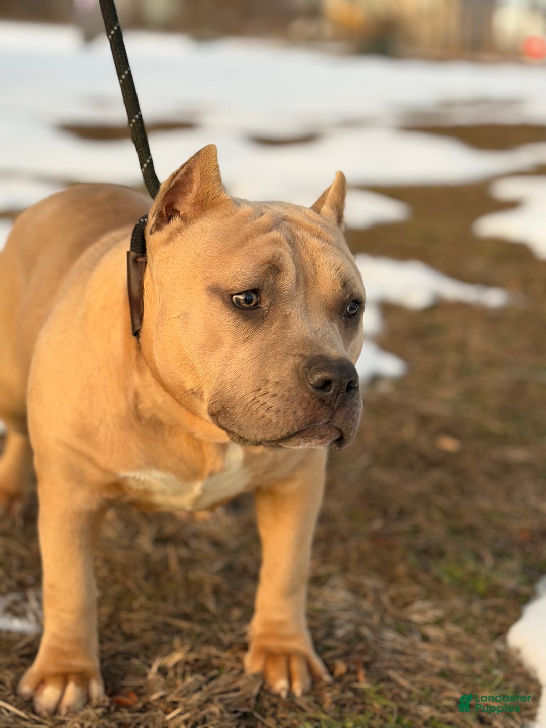 American Bully dogs for sale: American Bully Female  - Ad 2