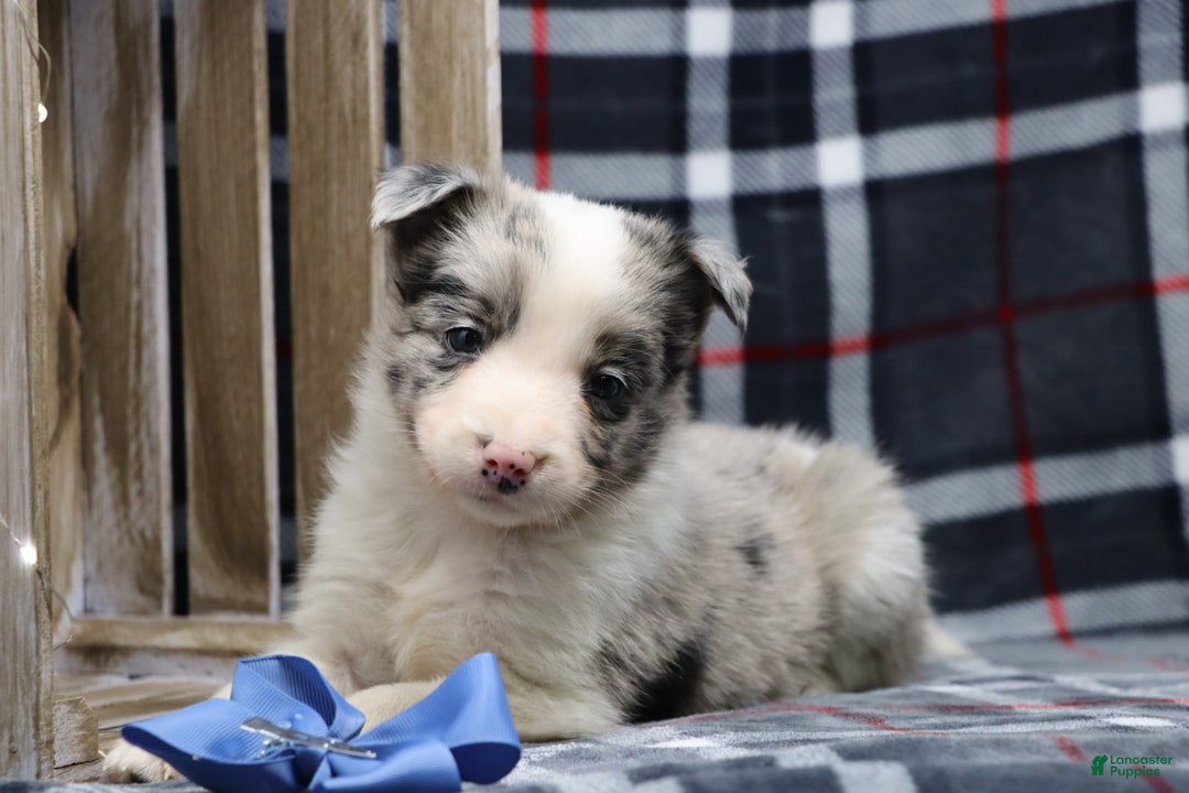 Border Collie dogs for sale:  Ozzy - Ad 3