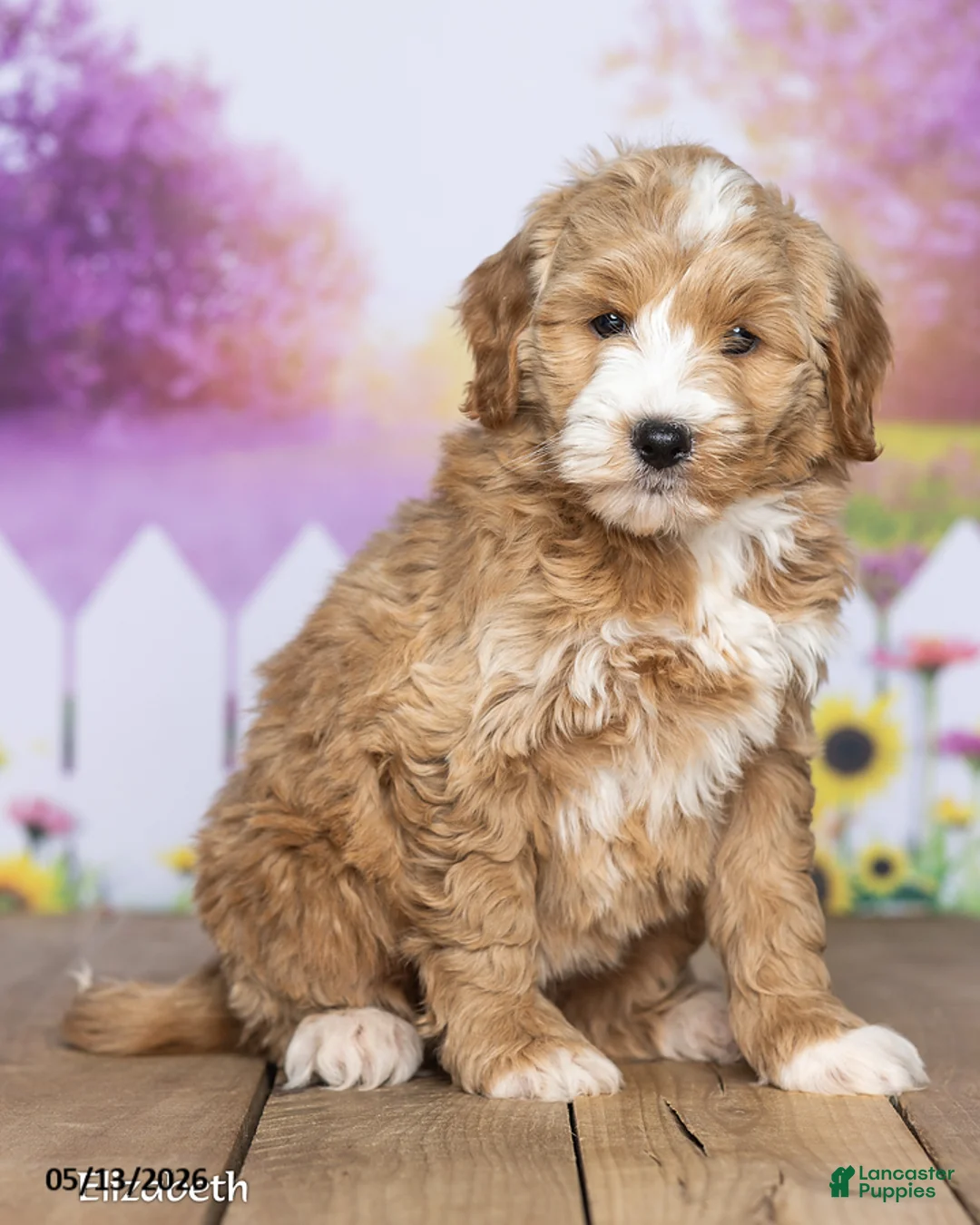 Mini Goldendoodle dogs for sale: Elizabeth - Ad 1