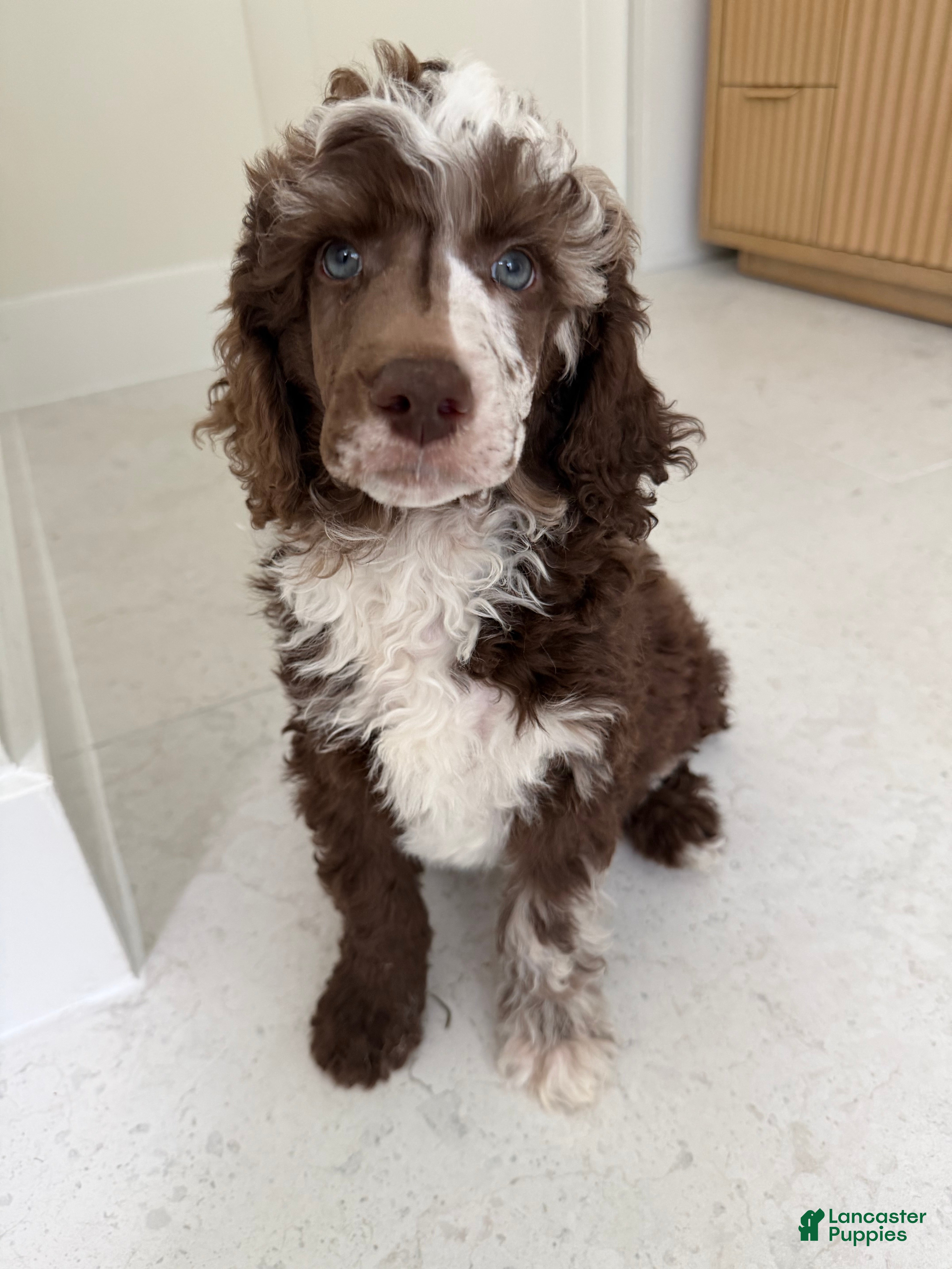 Standard Poodle dogs Finch  - Ad 1