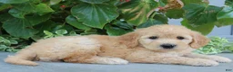 Mini Goldendoodle dogs for sale: Finnegan - Ad 3