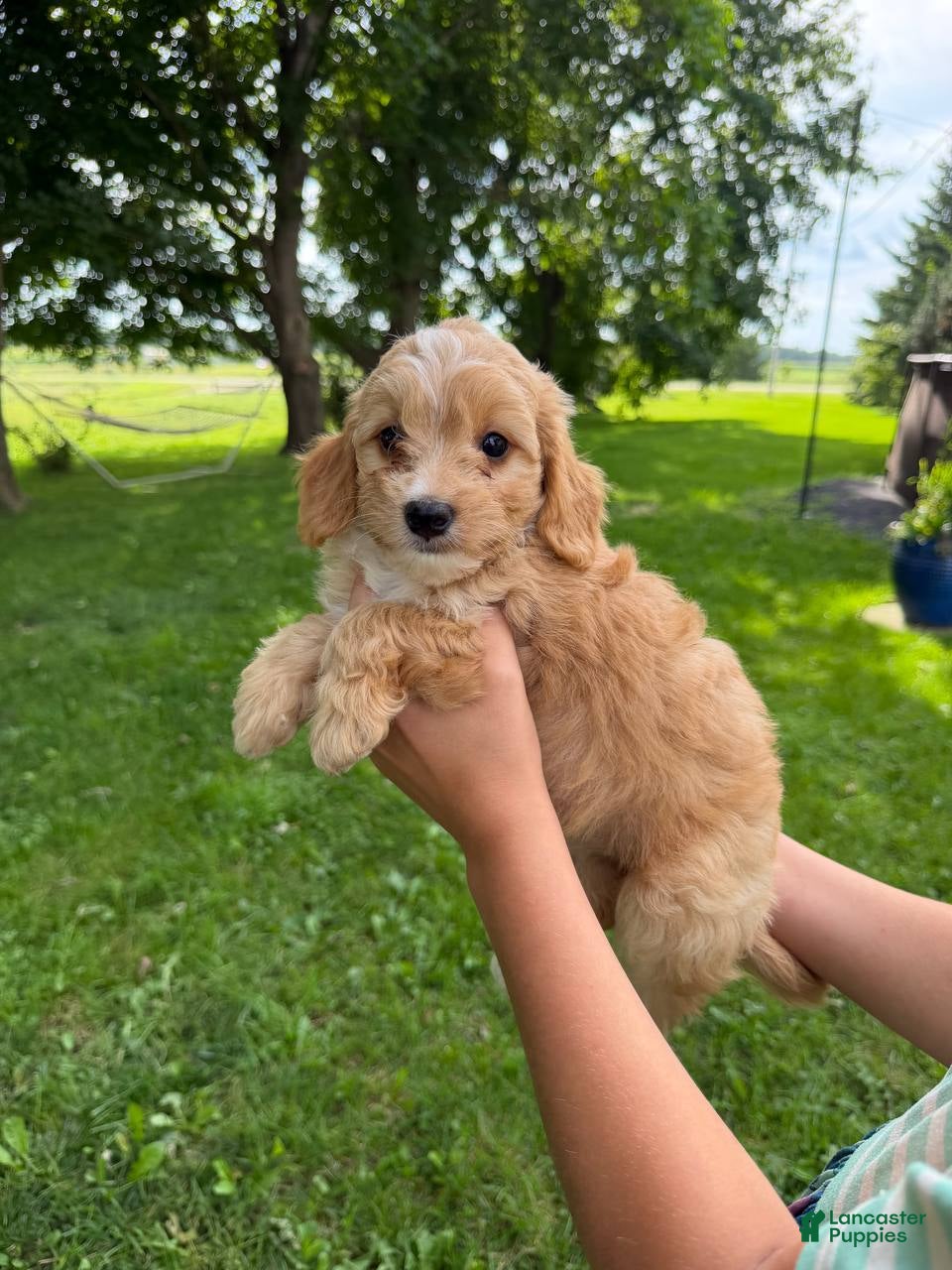 Mini Aussiedoodle dogs HoneyBee - Ad 2