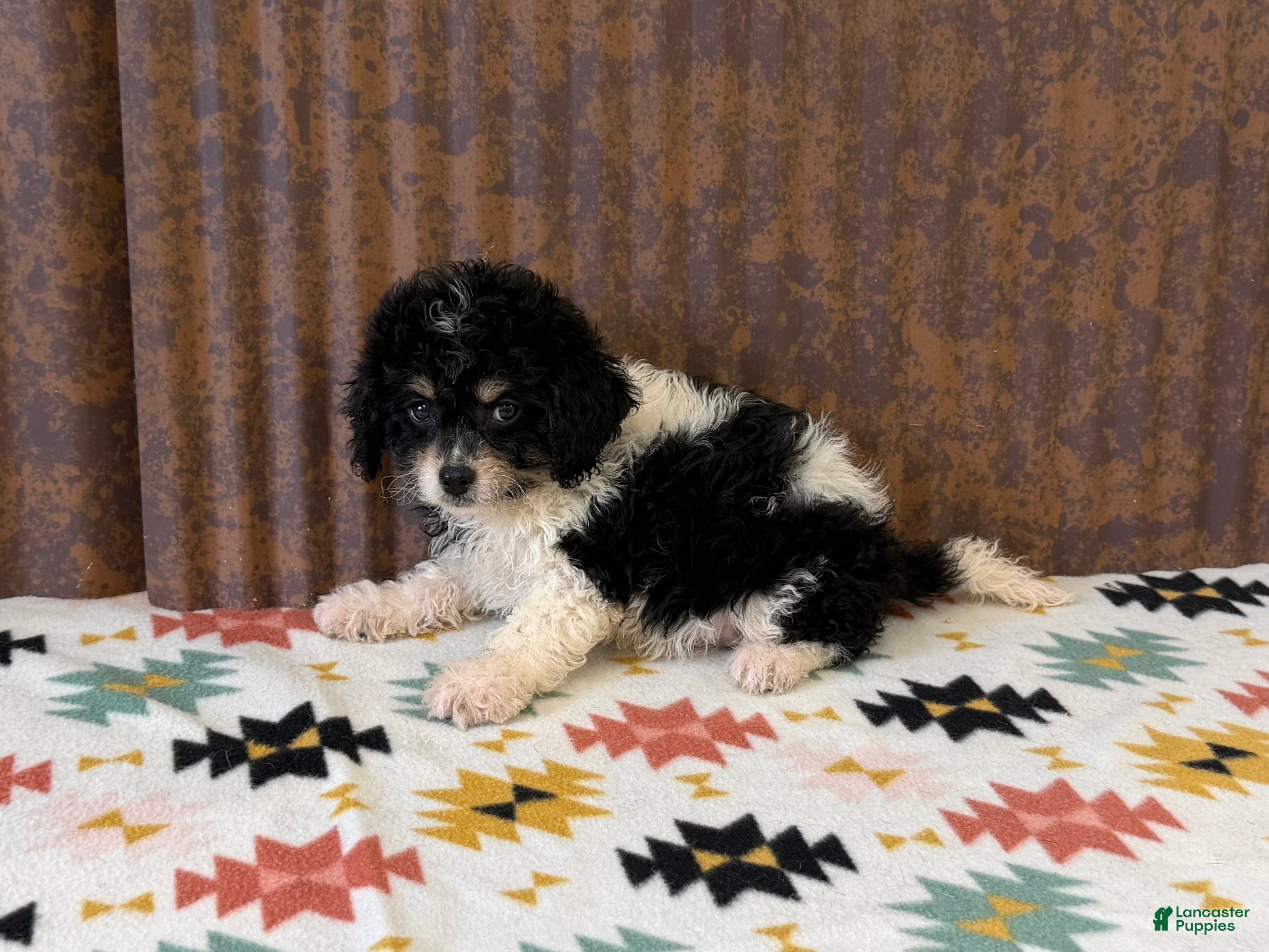 Cavapoo dogs Callie - Ad 39