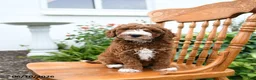Mini Goldendoodle dogs for sale: Lenny - Ad 3