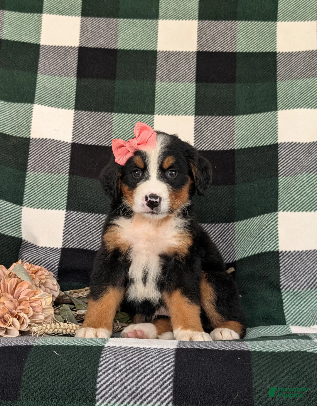 Bernese Mountain Dog dogs for sale: Felicia - Ad 1