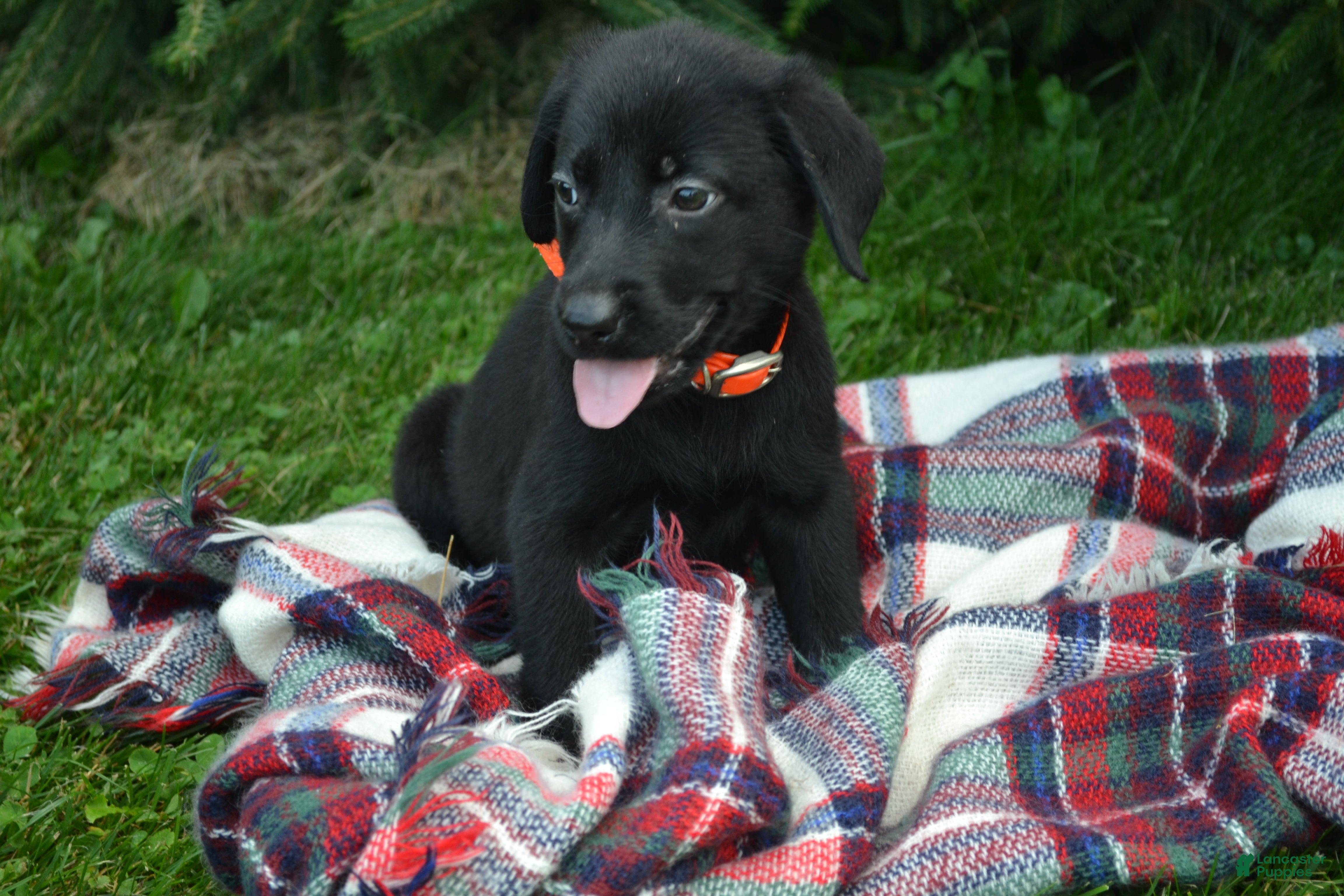 Labrador Retriever dogs Ila - Ad 40