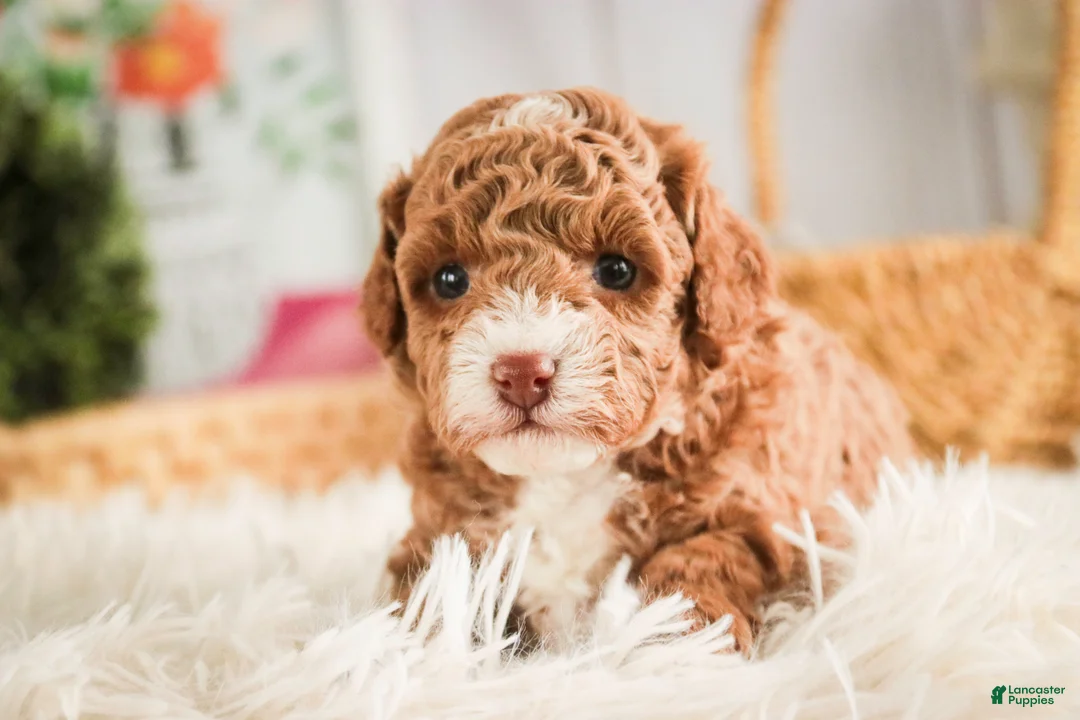 Miniature Poodle dogs for sale: Elenor - Ad 7