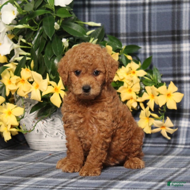 Miniature Poodle dogs Nutella - Ad 1