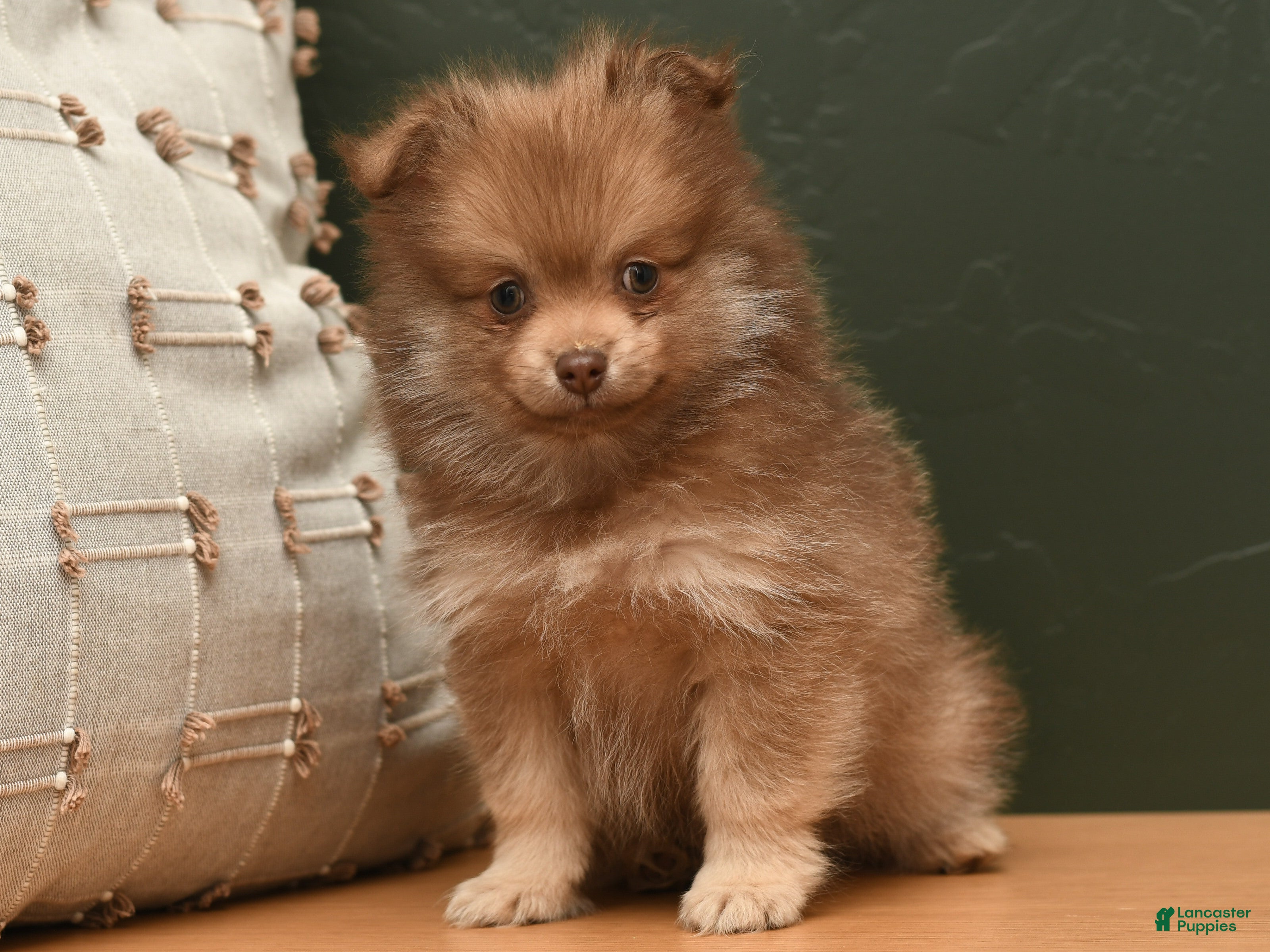 Pomeranian dogs Lucky - Ad 24