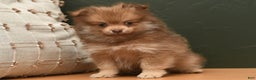 Pomeranian dogs for sale: Lucky - Ad 1