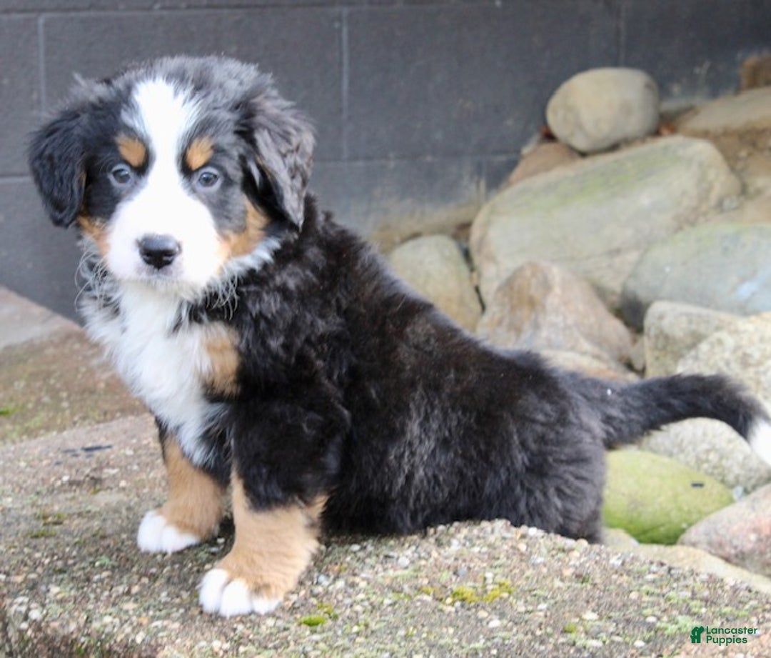 Bernese Mountain Dog dogs for sale: Leo - Ad 4