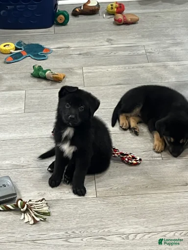 Gallery Image {{count}}