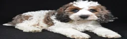 Cockapoo dogs for sale: Flash - Ad 9