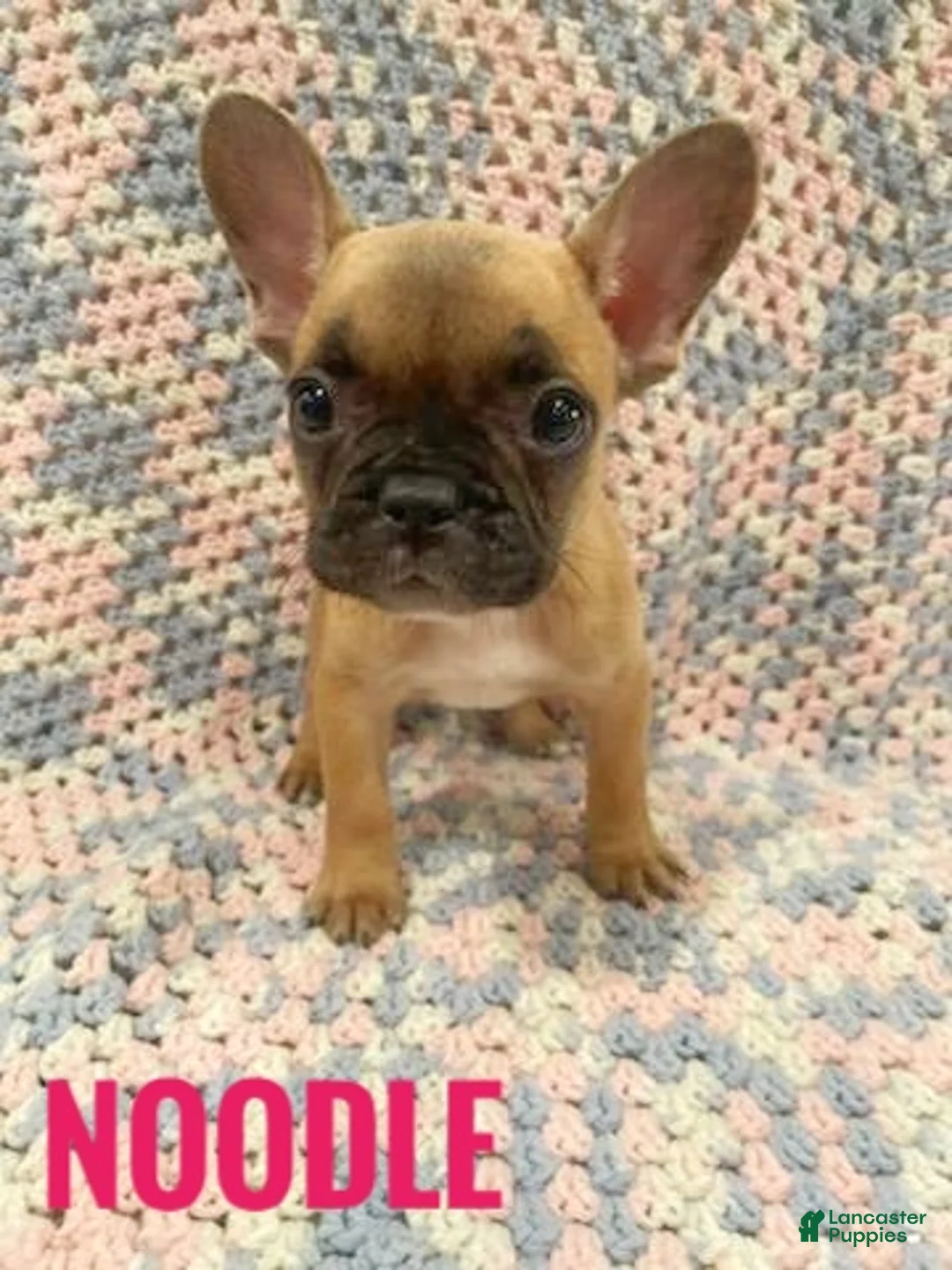 French Bulldog dogs for sale: Noodle - Ad 2
