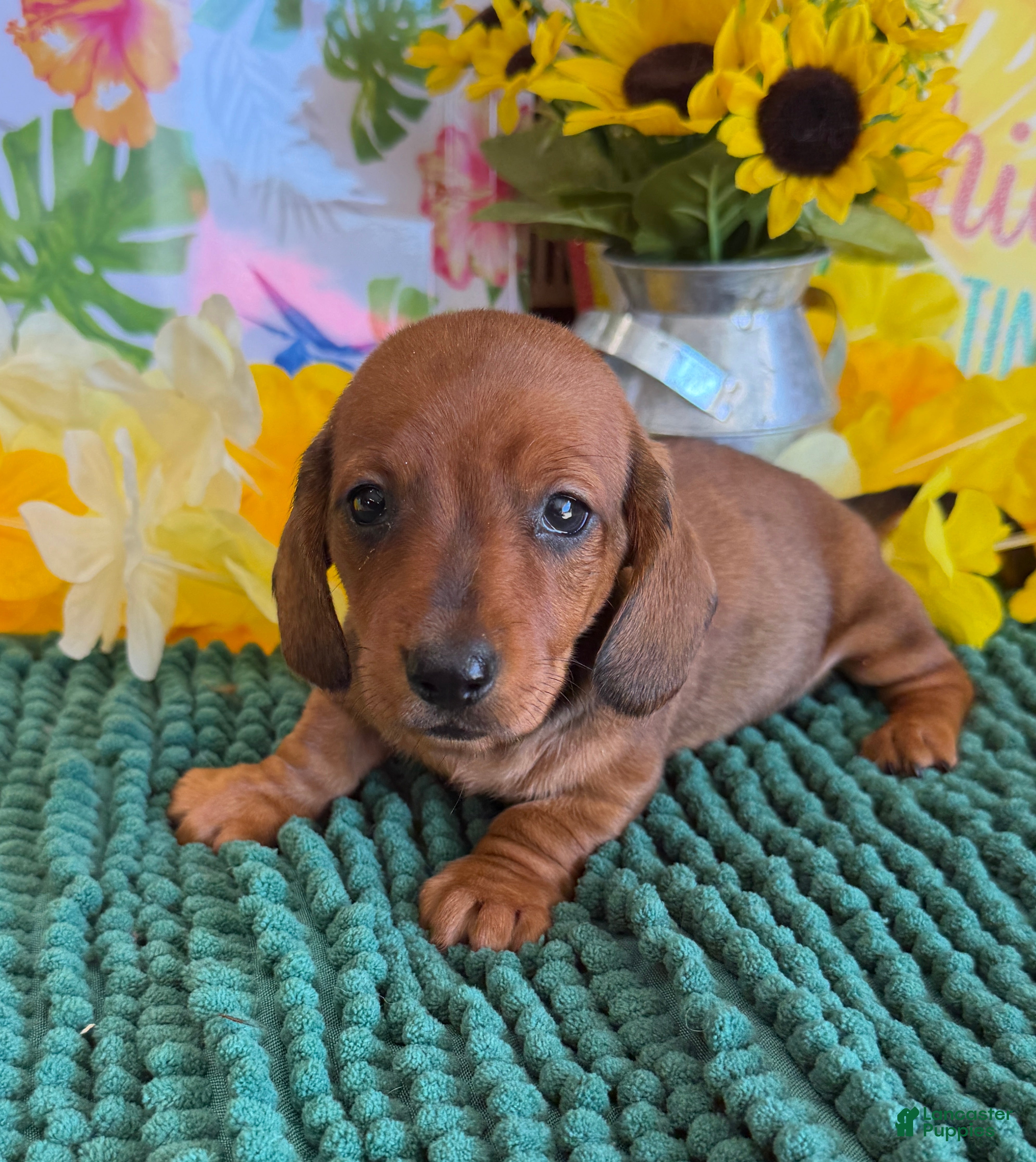 Miniature Dachshund dogs Reba - Ad 32