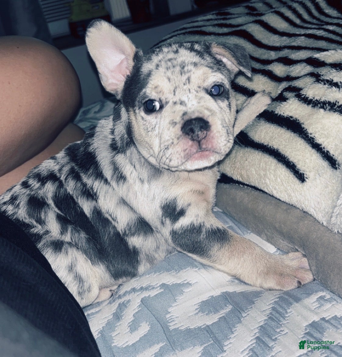American Bully dogs Bali - Ad 12