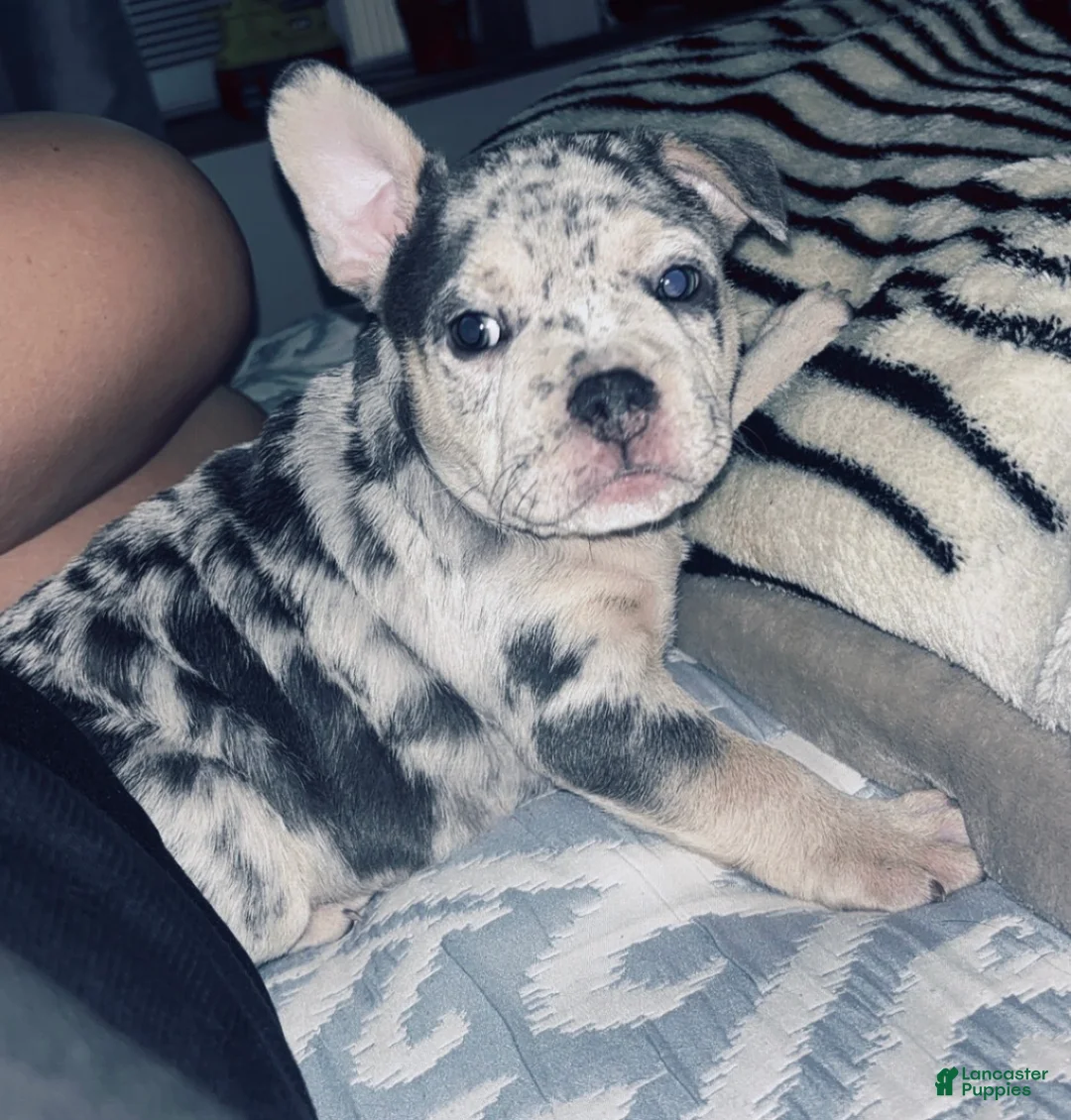 American Bully dogs for sale: Bali - Ad 1