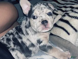 American Bully dogs Bali - Ad 5