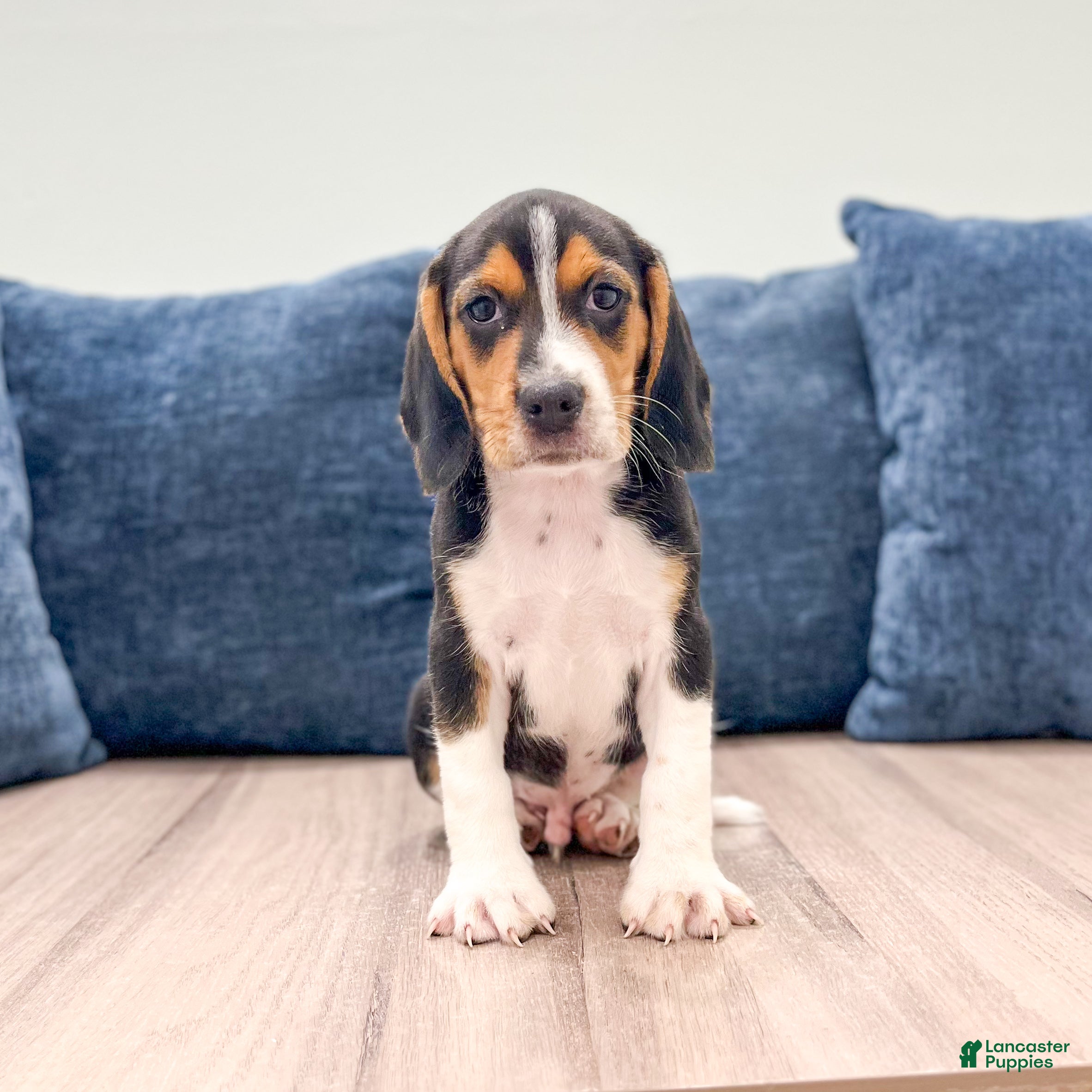 Beagle dogs Diamond - Ad 1