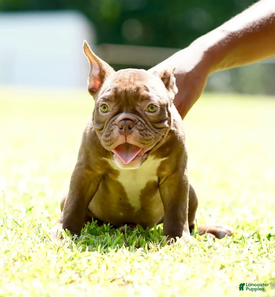 American Bully dogs for sale: American Bully 6 - Ad 1
