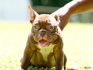 American Bully dogs American Bully 6 - Ad 20