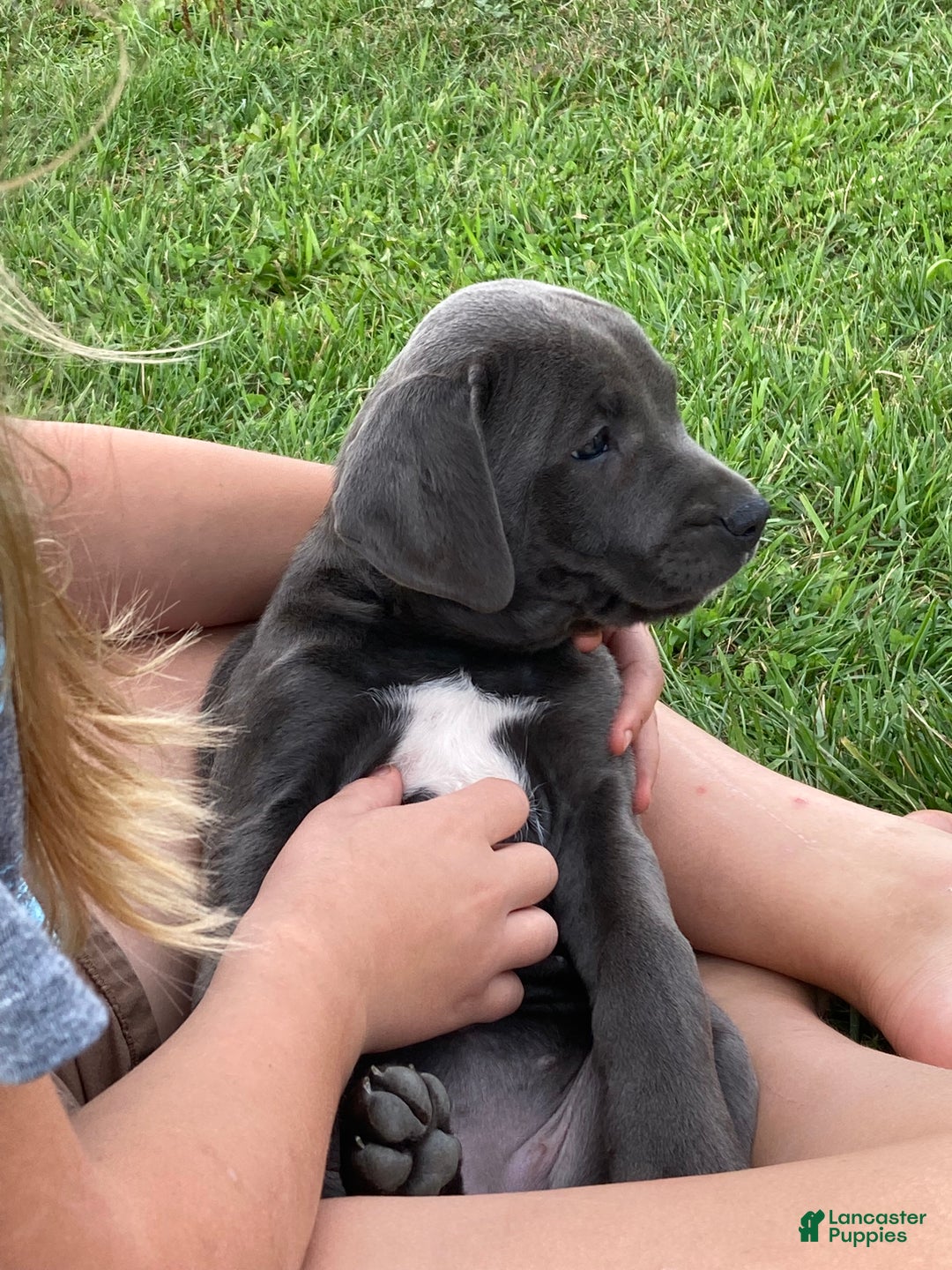 Cane Corso dogs for sale: Daffodil  - Ad 6