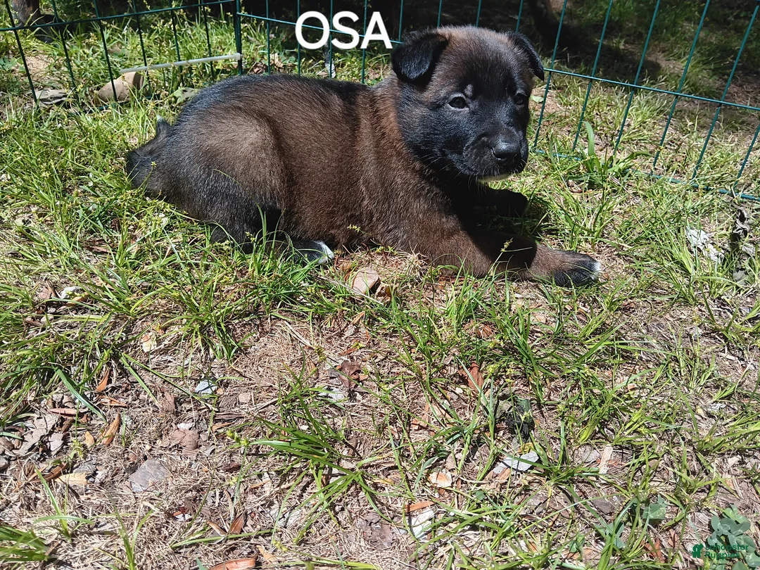 Belgian Malinois dogs for sale: Belgian Malinois Puppy 6 - Ad 1