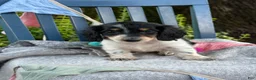 Miniature Dachshund dogs for sale: Tango - Ad 12