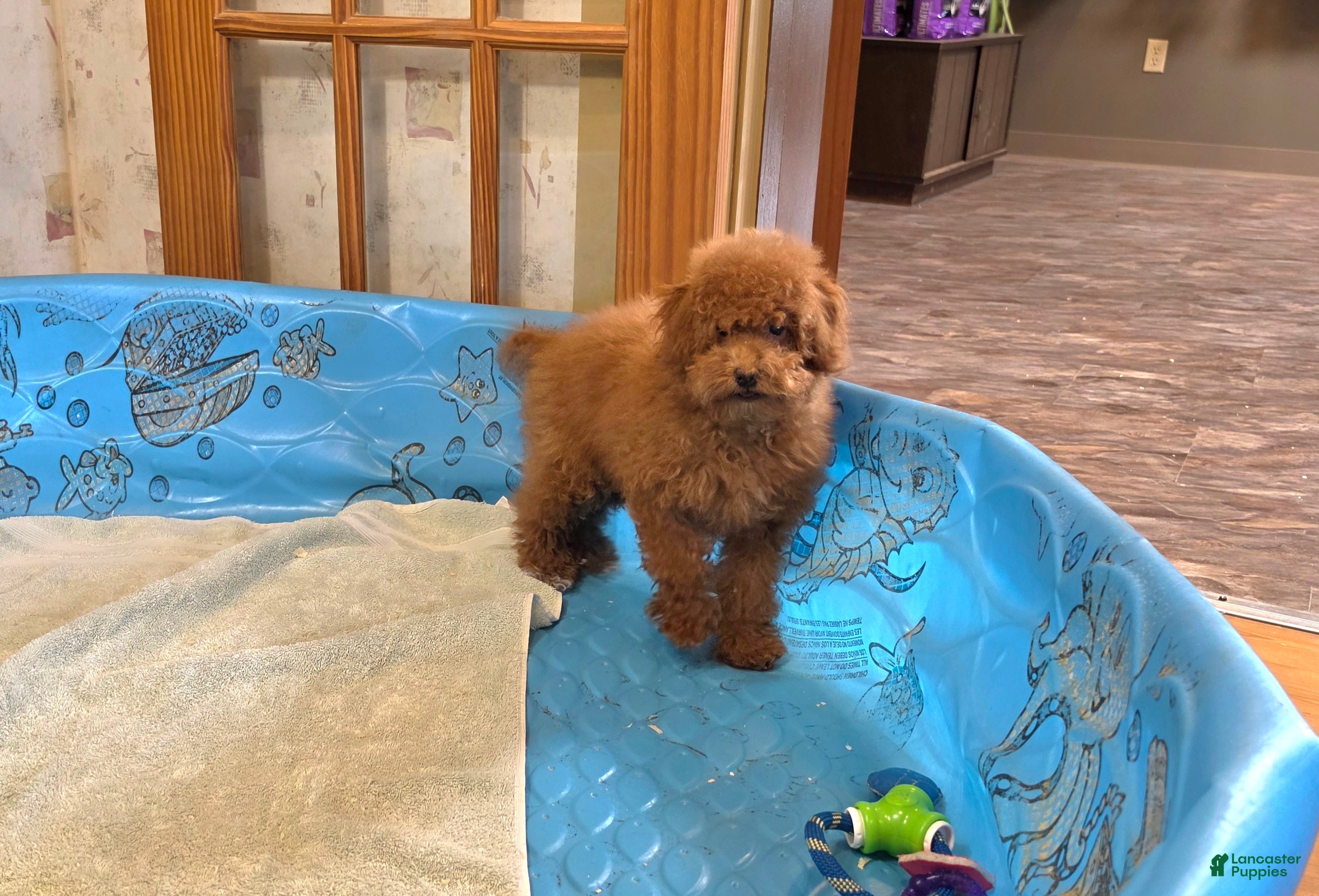 Miniature Poodle dogs Nancy - Ad 2