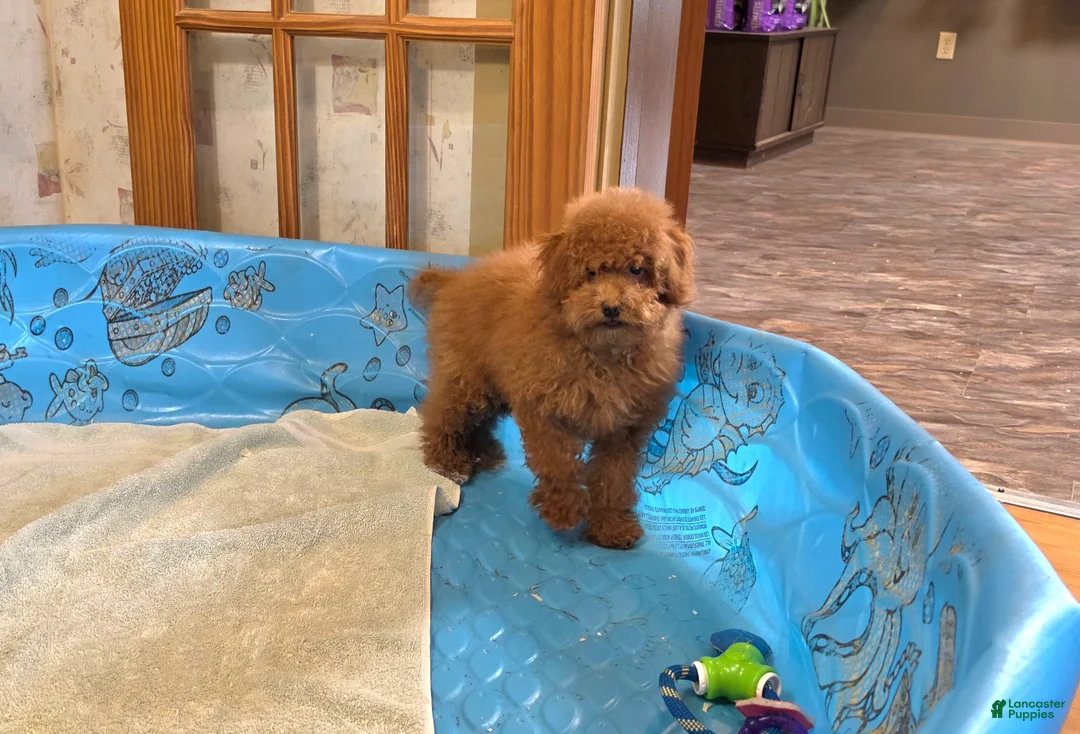 Miniature Poodle dogs for sale: Nancy - Ad 2